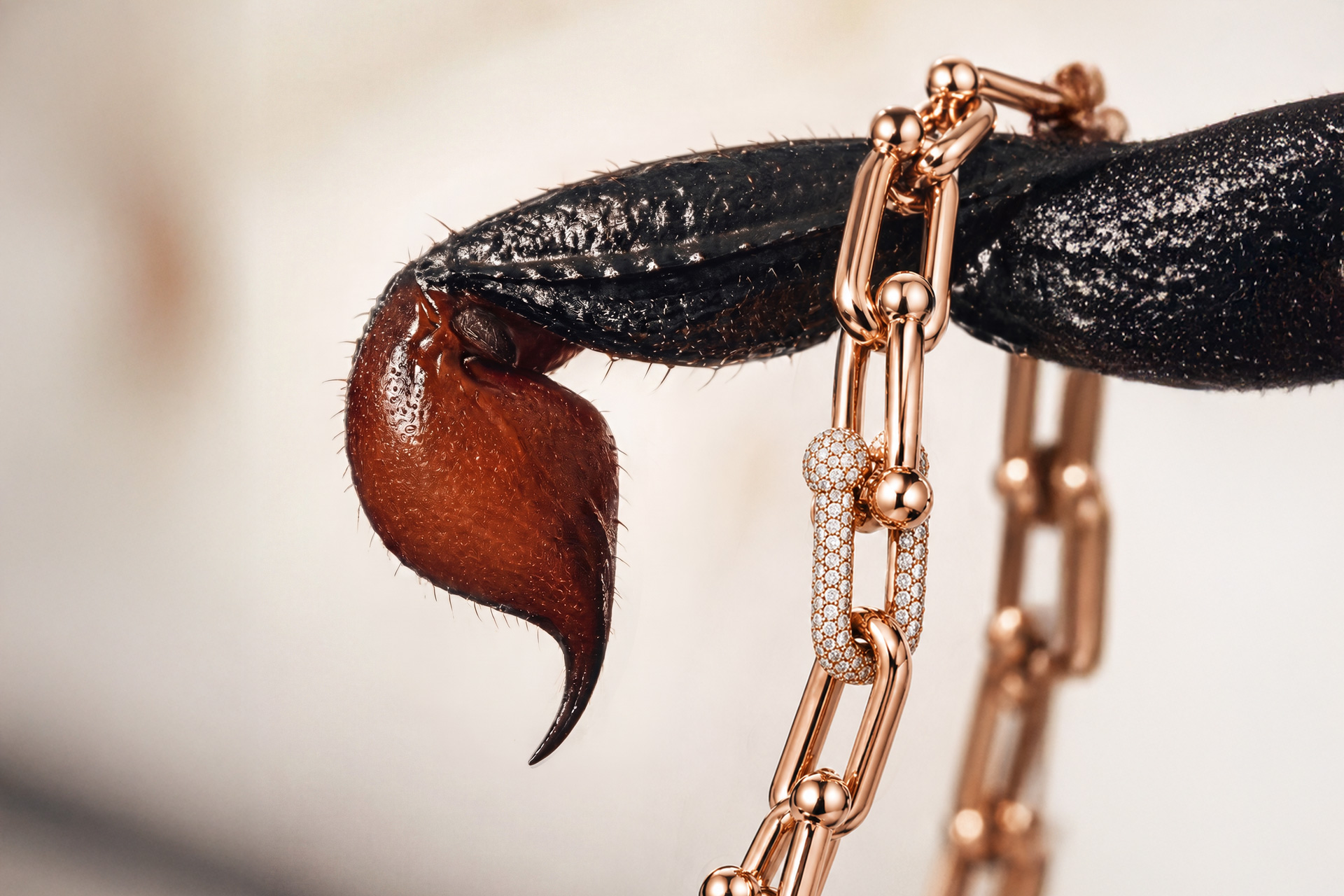 Entomology of Luxury