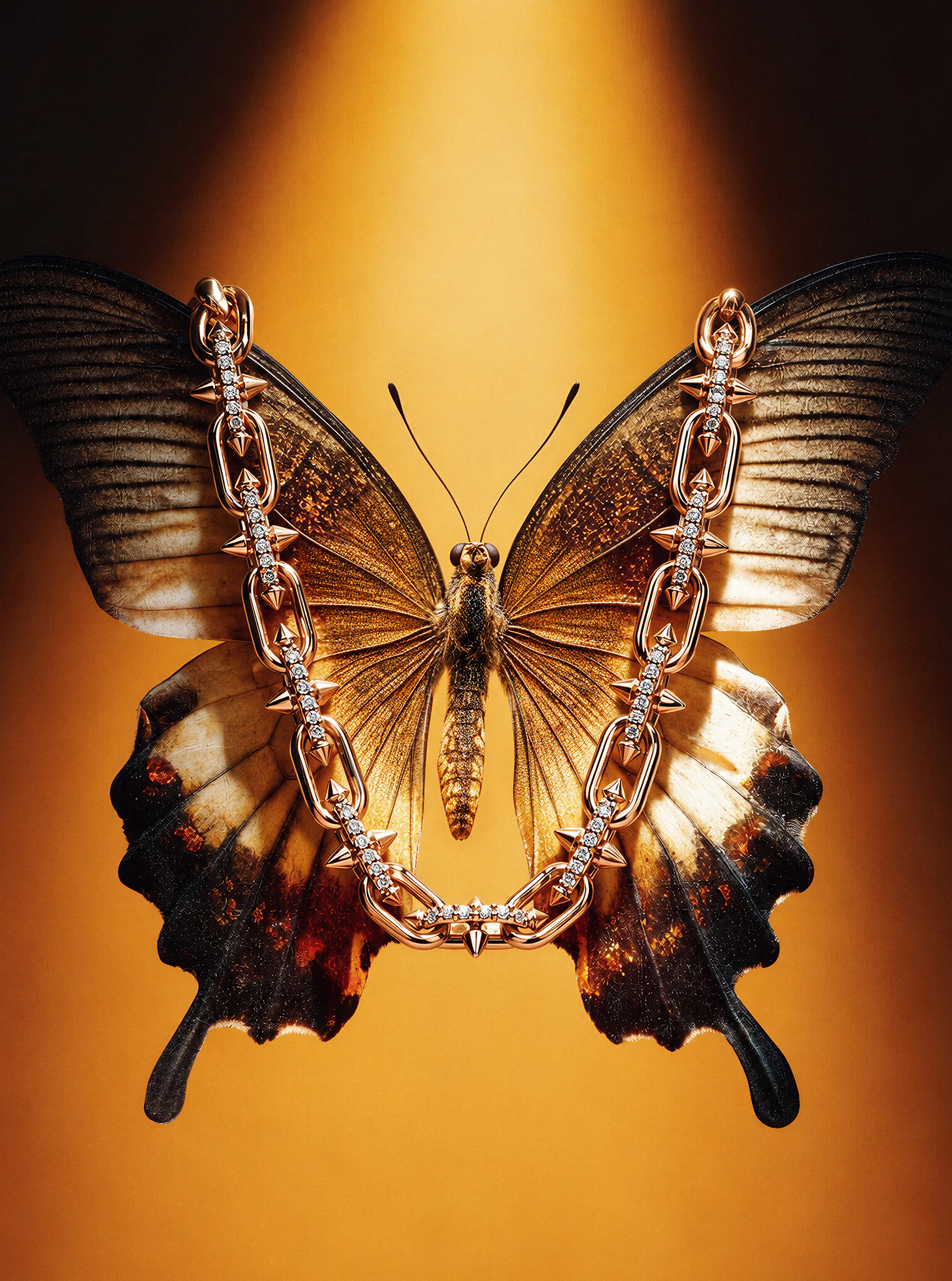 Mariposa_006