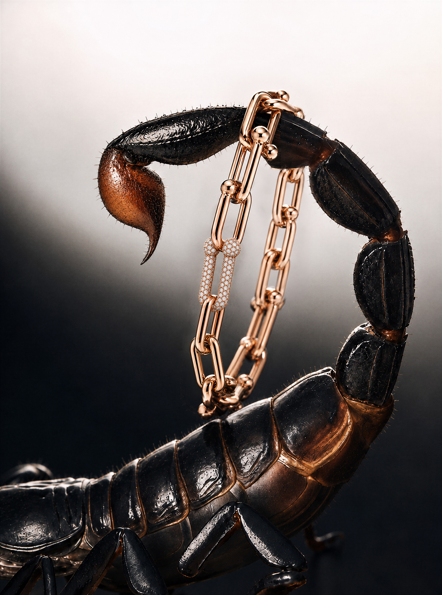 _escorpion_001